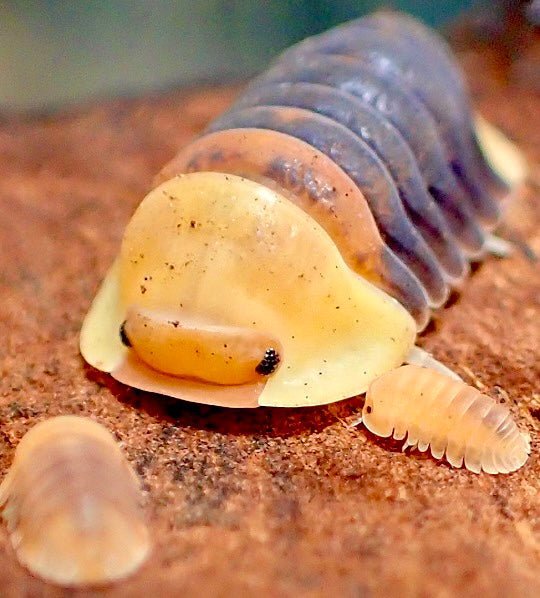 rubber-ducky-isopods_1757757854