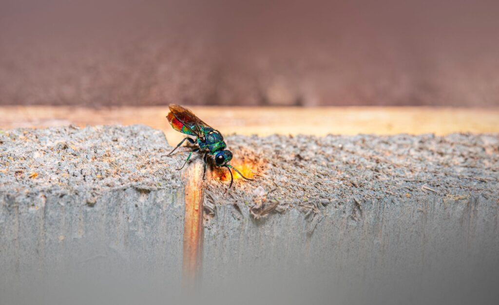 parasitic wasp zombie bodyguards