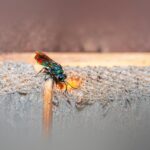 Parasitic Wasp Turns Caterpillars into Zombie Bodyguards: Real Impact